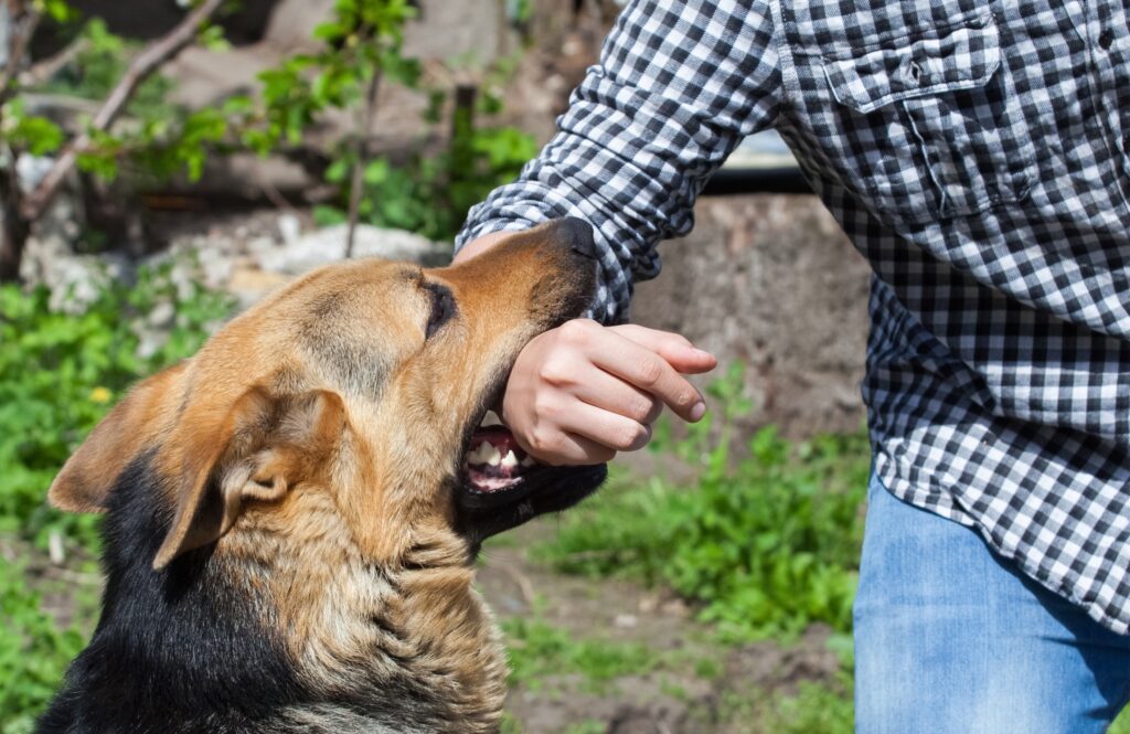 Hand Dog bite