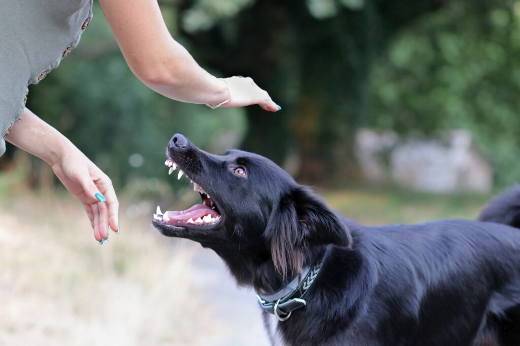 Dog is about to bite a person